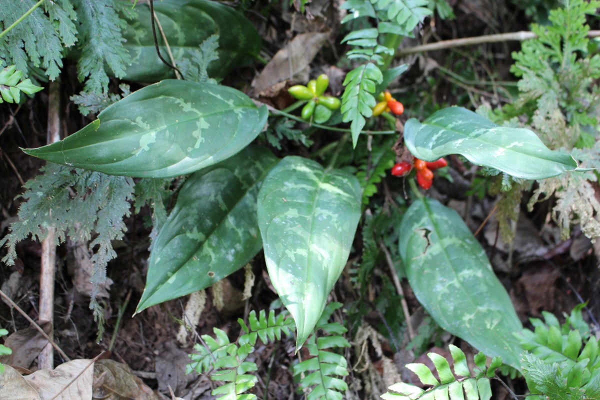 Aglaonema commutatum Schott